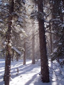 Snow on the Barr Trail (not my picture)