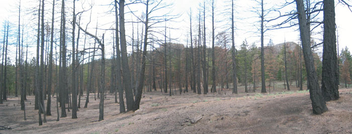 Burned out land north of Turkey Rocks
