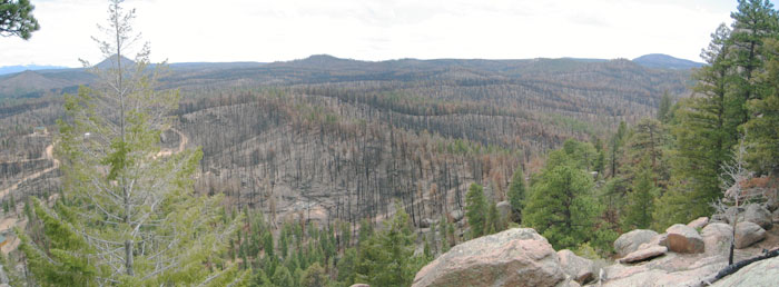 Burned out forest from Turkey Perch