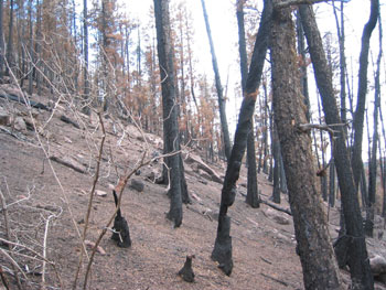 The climber's trail, north side of Turkey Rocks
