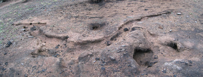 Burned out roots of a former tree, in the dead soil