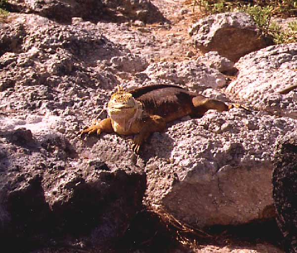 close up of iquana