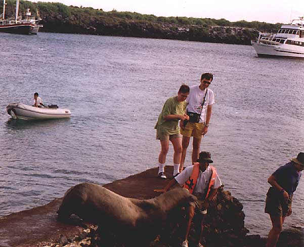 chased by sea lion 