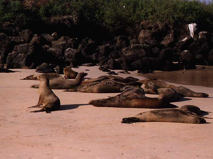 sealions