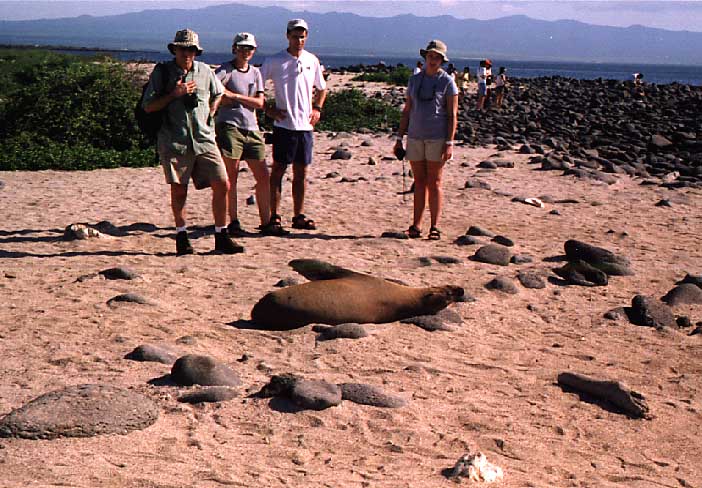 sea lions
