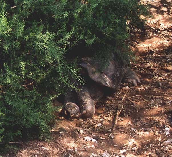 turtles resting