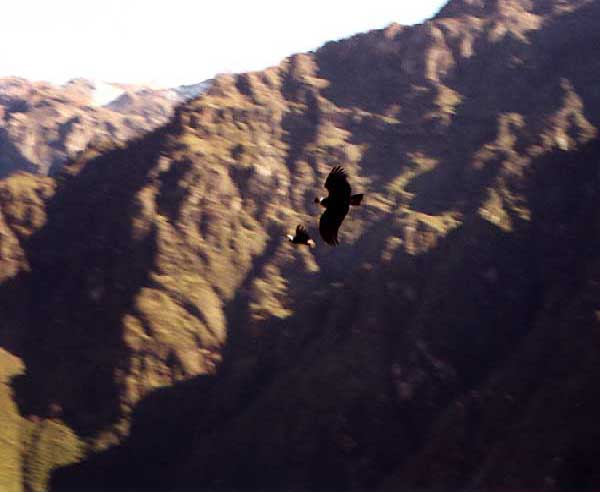 condors