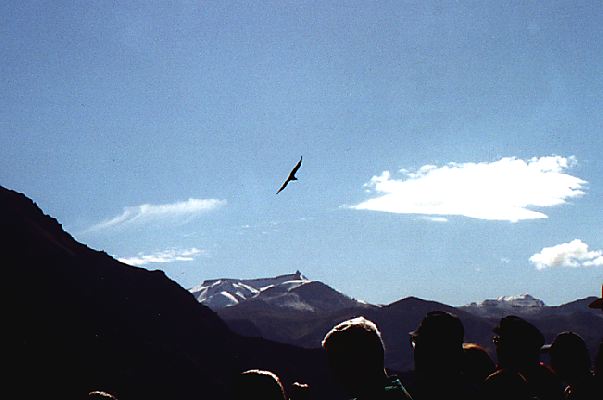 condor