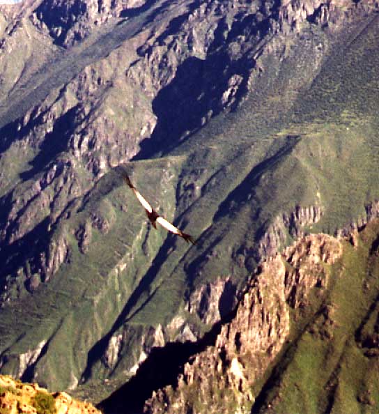 condor