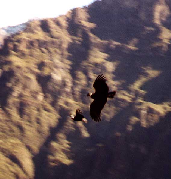 condors
