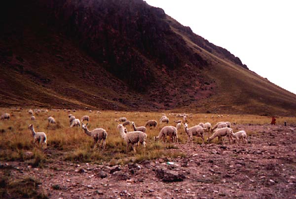 alpacas