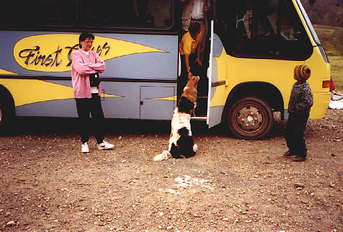 dogs