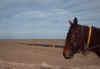 On the Birdsville Track