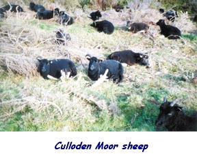 Culloden Moor sheep