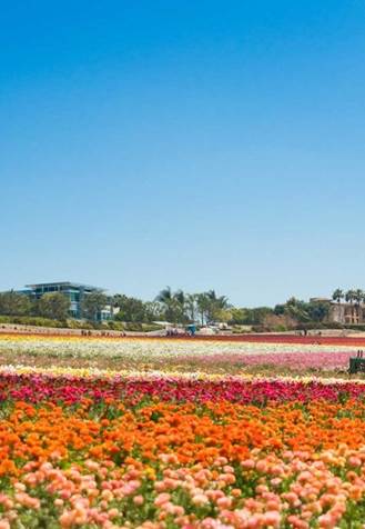 Flower Fields, Carlsbad, California