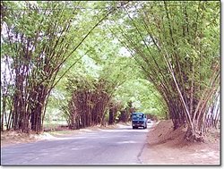 Treasure Beach Today Bamboo Avenue