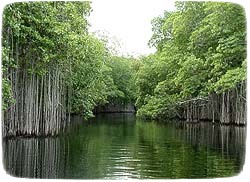 Treasure Beach Today Mangrove Alley