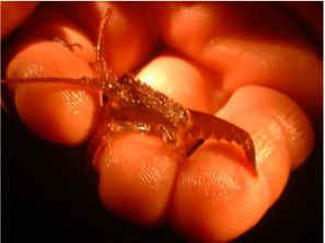 crawfish