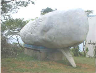 whale