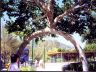 circus-arch.jpg