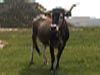 vaca
