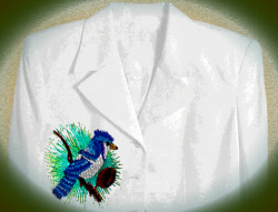 Geai bleu sur veston; blue jay on jacket
