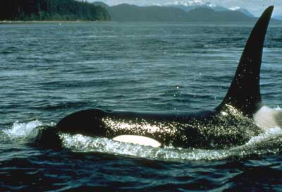 A feeding Orca Whale