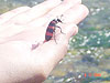 River side resident