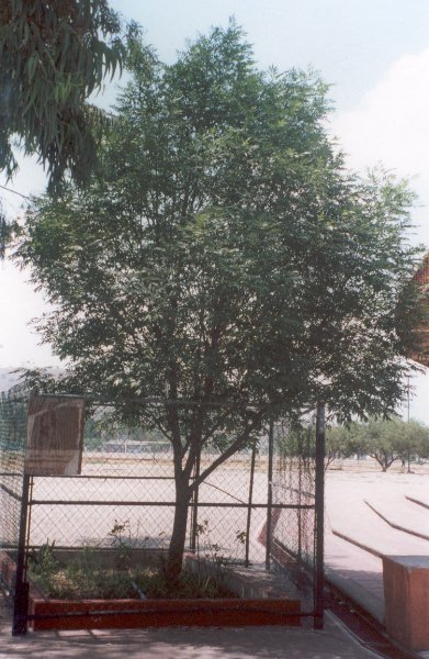 Arbol.jpg (75434 bytes)