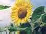 Girasol