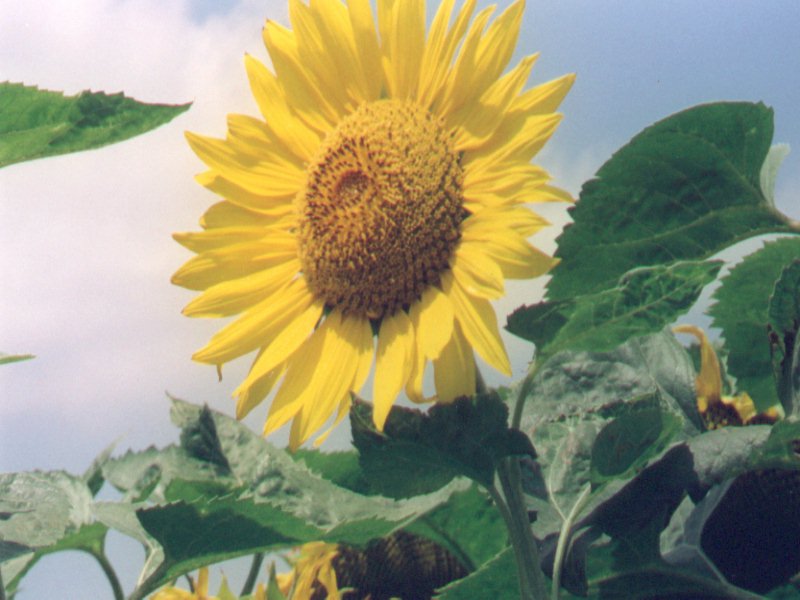 Girasol