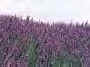 Lavanda