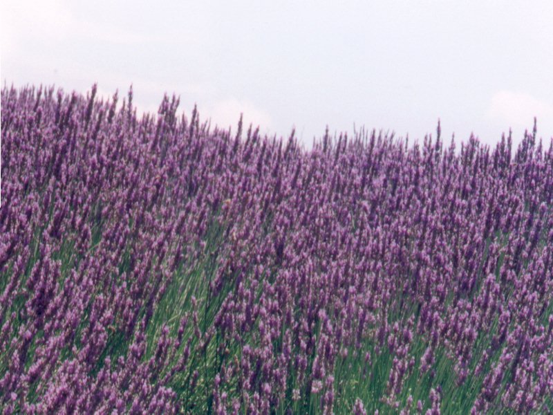 Lavanda