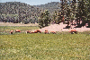 cattle