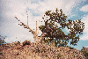 bush