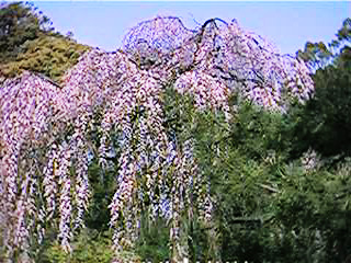 gosho sakura 08.jpg (69559 �o�C�g)