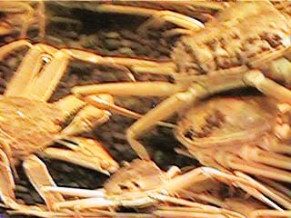 crab.jpg (28302 �o�C�g)
