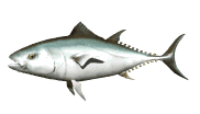 Thunnus thunys