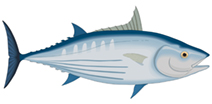 Thunnus