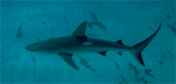 Shark Clip Art