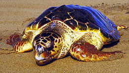 Tartaruga-cabe�uda  (Caretta caretta)