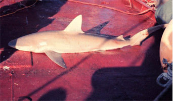 CLIPARTS & FONTES - Magister, Ed. Escala,