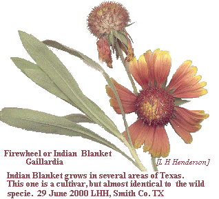 [Indian Blanket]