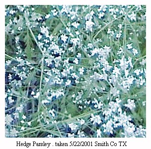 hedge parsley