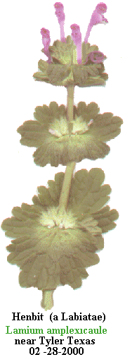 [henbit.gif]
