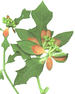 [Texas
Poinsettia]