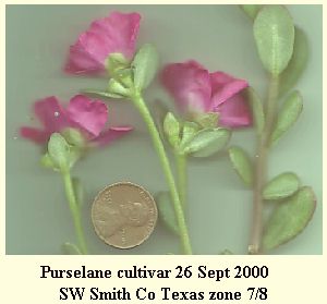 pursel01.jpg 