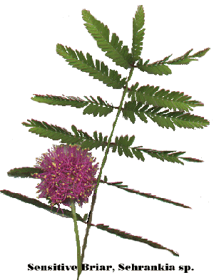 [ sensitive briar ]