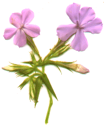 [ sweet william ]