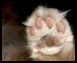 Cat Scan Contestants